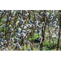 Vŕba rakytová - Salix caprea Pendula  Co10L  KM200