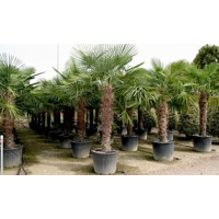 Palma konoponá - Chamaerops Excelsa - Trachycarpus fortunei 140/160