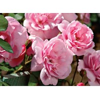 Ruža záhonová - Rosa floribunda ´Diva Selection´- veľkokvetá ružová Co7L