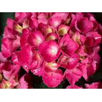 Hortenzia kalinolistá - Hydrangea macrophylla ´Red Baron´ Co5L 30/40