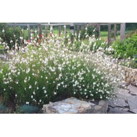 Gaura lindheimeri ´Whirling Butterfiles´ P13