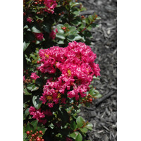 Myrta krepová ružová - Lagerstroemia indica ´Berry Dazzle´ Co4L 30/40