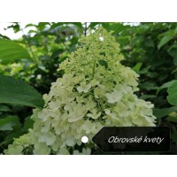 Hortenzia metlinatá - Hydrangea Paniculata ’Limelight' P26  80/100