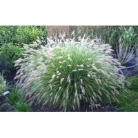Perovec psiarkovitý - Pennisetum alopecuroides 'Hameln' - 40/50cm