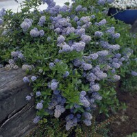 Ceanothus thyrsiflorus 'Repens' - 35/45cm