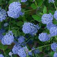 Ceanothus thyrsiflorus 'Repens' - 35/45cm