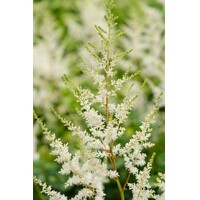 Astilba - Astilbe Arendsii ´Astary White´ Co14