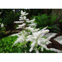 Astilba - Astilbe Arendsii ´Astary White´ Co14