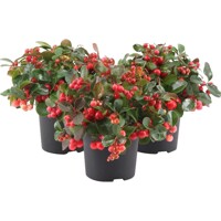 Gaultheria procumbens – gaultéria hrotitá | Dekoratívna pôdopokryvná rastlina
