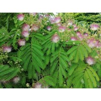 Albízia - Albizia julibrissin Ombrella Co7,5L 150/200