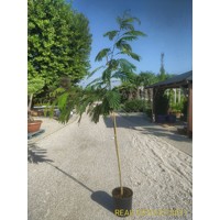 Albízia - Albizia julibrissin Ombrella Co7,5L 150/200