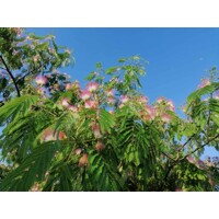 Albizia julibrissin ´Rouge´ – hodvábny strom s ružovými kvetmi