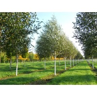 Betula utilis ´Jacquemontii´ - 450+cm, 8/10