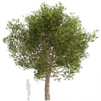 Platan javorolistý - Platanus x acerifolia Co20-35  10/12 - vysokokmeň  500/600