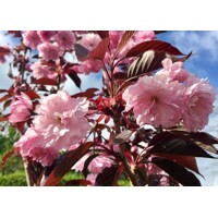 ?ereš?a pilovitá - Prunus serrulata 'Royal Burgundy' - na 230cm kmeni, 10/12