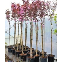 Prunus serrulata ´Royal Burgundy´ je okrasná čerešňa s plnými ružovými kvetmi a vínovo červenými lis