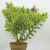 Hebe Andersonii Variegata P11