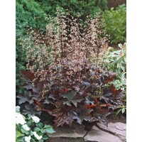 Heuchera ´Palace Purple´ | Okrasná trvalka s purpurovými listami do tieňa