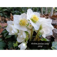 Helleborus Niger ´Christmas Carol´ P12