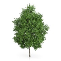 Platan javorolistý - Platanus x acerifolia - 300/400cm