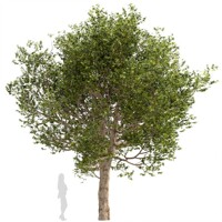 Platan javorolistý - Platanus x acerifolia - 300/400cm