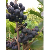 Jarabina ?ierna - Aronia mitschurinii ´Amit´