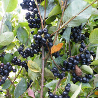 Jarabina ?ierna - Aronia mitschurinii ´Amit´