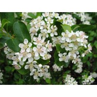 Jarabina ?ierna - Aronia mitschurinii ´Amit´