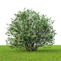 Jarabina ?ierna - Aronia mitschurinii ´Amit´
