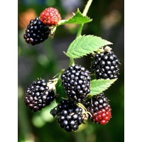 Ostružina ?ernicová - Rubus fruticosus ´Black Satin´ - 40cm