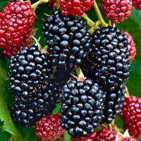 Ostružina ?ernicová - Rubus fruticosus ´Black Satin´ - 40cm