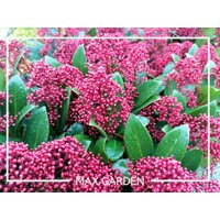 Skimia japonská' Rubella ' - Skimmia japonica ' Rubella' - 15/25cm