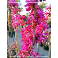 Judášovec ?ínsky  -  Cercis chinensis 'Avondale' - 140/150cm