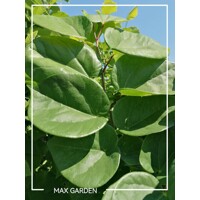 Judášovec ?ínsky  -  Cercis chinensis 'Avondale' - 140/150cm