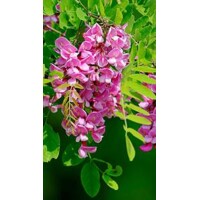 Agát srstnatý - Robinia pseudoacacia ´Casque Rouge´ - na 180/200cm kmeni