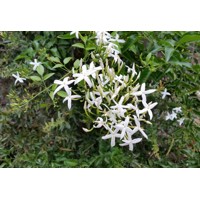 Jazmín Stephanov - Jasminum stephanese  Co2L  40+