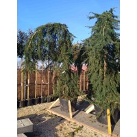 Céder himalájsky 'Pendula' - Cedrus deodara pendula - 300/350cm