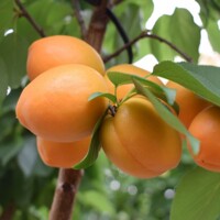 Marhu?a oby?ajná - Prunus armeniaca ´Kompakta´ - st?povitá