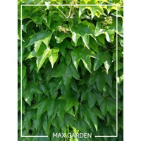 Pavinič ´Veitchii´ | Boston Ivy | Popínavá rastlina | Zelená stena