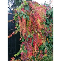 Pavinič ´Veitchii´ | Boston Ivy | Popínavá rastlina | Zelená stena