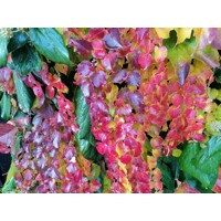 Pavinič ´Veitchii´ | Boston Ivy | Popínavá rastlina | Zelená stena