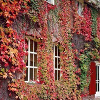 Pavinič ´Veitchii´ | Boston Ivy | Popínavá rastlina | Zelená stena
