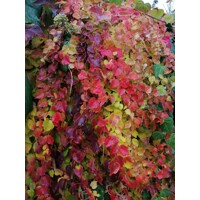 Pavinič ´Veitchii´ | Boston Ivy | Popínavá rastlina | Zelená stena