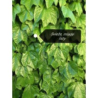 Pavinič ´Veitchii´ | Boston Ivy | Popínavá rastlina | Zelená stena