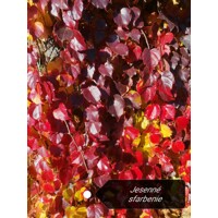 Pavinič ´Veitchii´ | Boston Ivy | Popínavá rastlina | Zelená stena