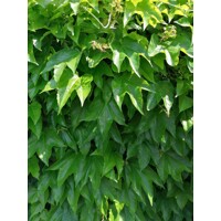 Pavinič ´Veitchii´ | Boston Ivy | Popínavá rastlina | Zelená stena