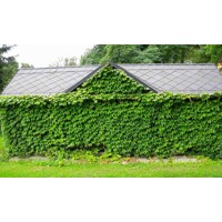 Pavinič ´Veitchii´ | Boston Ivy | Popínavá rastlina | Zelená stena