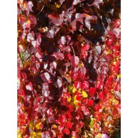 Pavinič ´Veitchii´ | Boston Ivy | Popínavá rastlina | Zelená stena