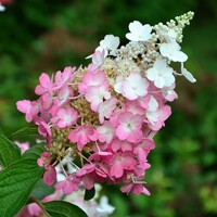 Hortenzia metlinatá - Hydrangea paniculata 'Pinky Winky'