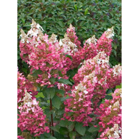 Hortenzia metlinatá - Hydrangea paniculata 'Pinky Winky'